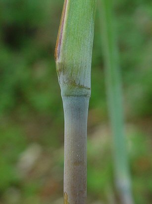 Andropogon_gerardii_node.jpg