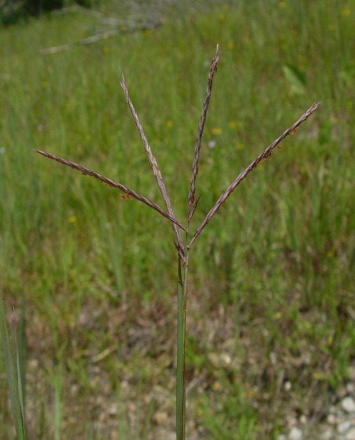 Andropogon_gerardii_plant.jpg