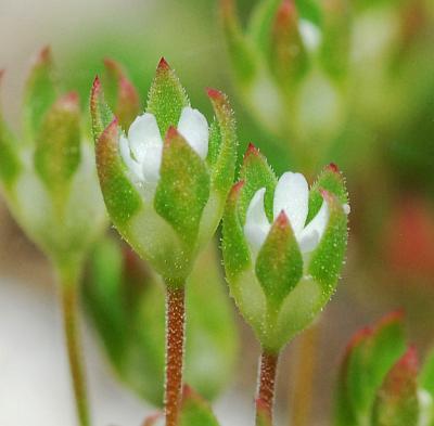 Androsace_occidentalis_calyx.jpg