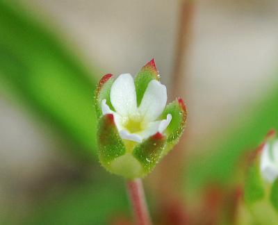 Androsace_occidentalis_flower.jpg