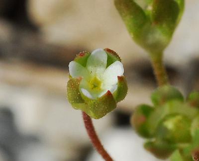 Androsace_occidentalis_flower2.jpg