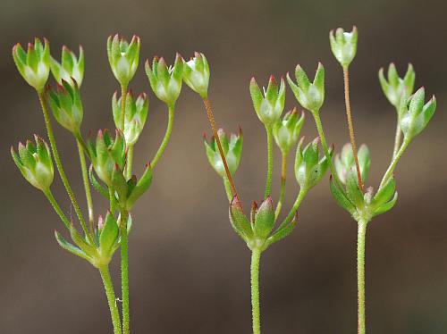 Androsace_occidentalis_inflorescence.jpg