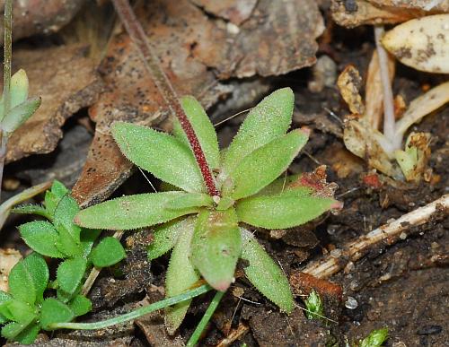 Androsace_occidentalis_leaves.jpg