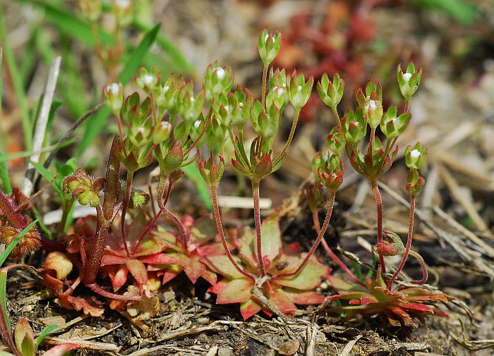 Androsace_occidentalis_plant.jpg