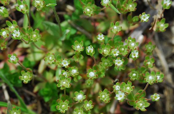 Androsace_occidentalis_plant2.jpg