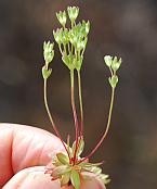 Androsace occidentalis thumbnail