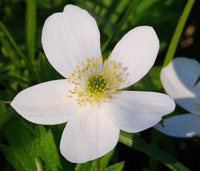 Anemone_canadensis_flower2.jpg