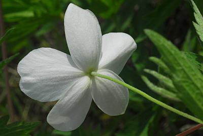 Anemone_canadensis_flower3.jpg