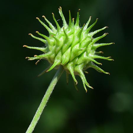 Anemone_canadensis_fruits1.jpg