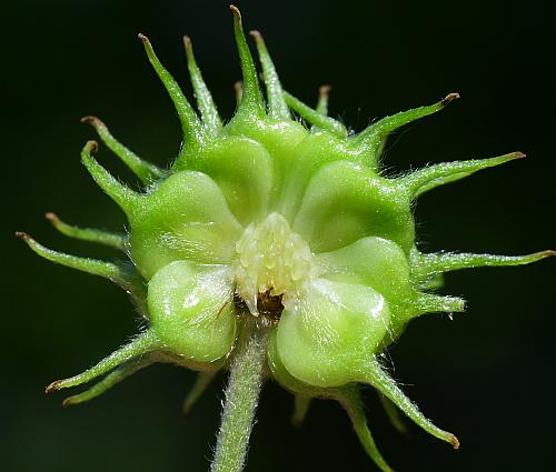 Anemone_canadensis_fruits2.jpg