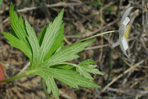 Anemone_canadensis_habit.jpg