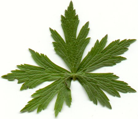 Anemone_canadensis_leaf.jpg