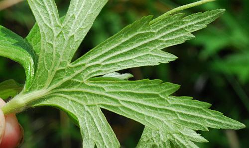 Anemone_canadensis_leaf2.jpg