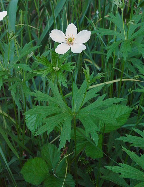 Anemone_canadensis_plant.jpg