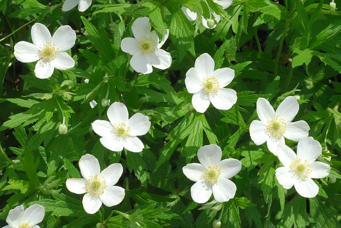 Anemone_canadensis_plant2.jpg