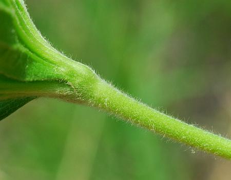 Anemone_canadensis_stem2.jpg