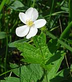 Anemone canadensis thumbnail