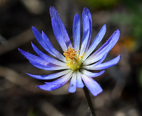 Anemone_caroliniana_blue.jpg