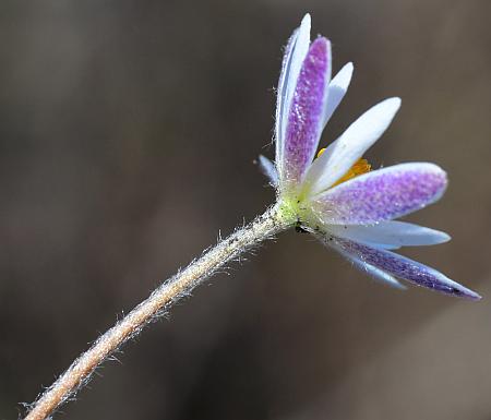 Anemone_caroliniana_flower.jpg