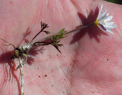 Anemone_caroliniana_habit.jpg