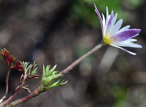 Anemone_caroliniana_inflorescence.jpg