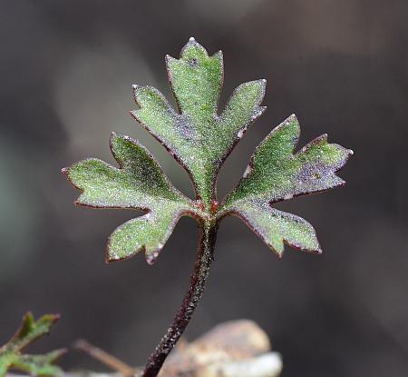 Anemone_caroliniana_leaf1.jpg