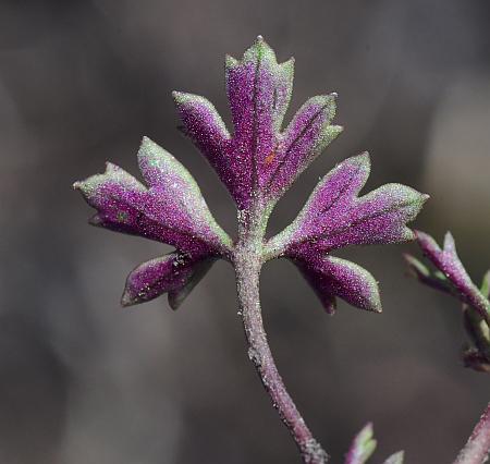 Anemone_caroliniana_leaf2.jpg