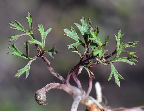 Anemone_caroliniana_leaves.jpg