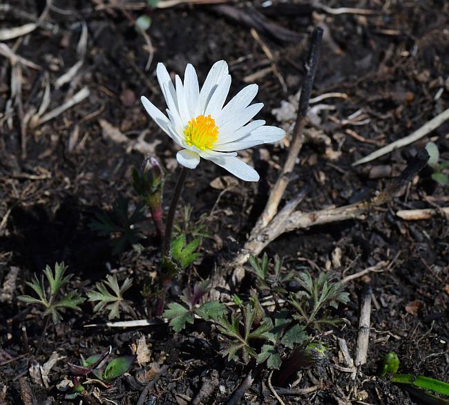 Anemone_caroliniana_plant.jpg