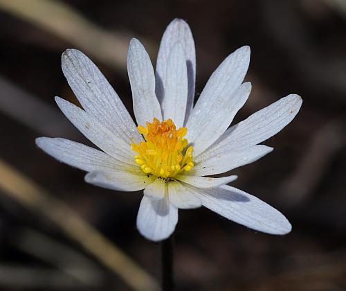 Anemone_caroliniana_sepals.jpg