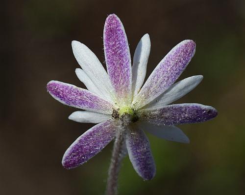 Anemone_caroliniana_sepals2.jpg