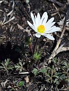 Anemone caroliniana thumbnail