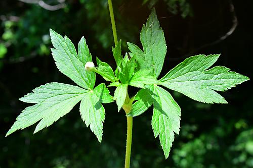 Anemone_virginiana_bracts.jpg