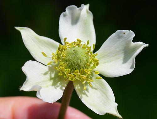 Anemone_virginiana_flower1.jpg