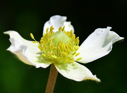 Anemone_virginiana_flower2.jpg