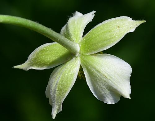 Anemone_virginiana_flower3.jpg