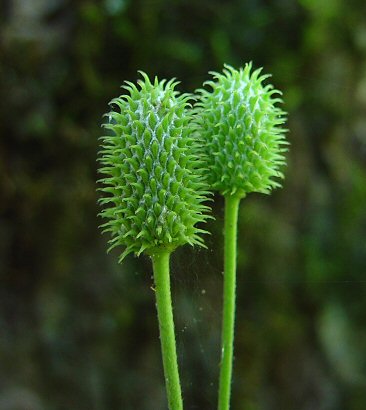 Anemone_virginiana_fruits.jpg