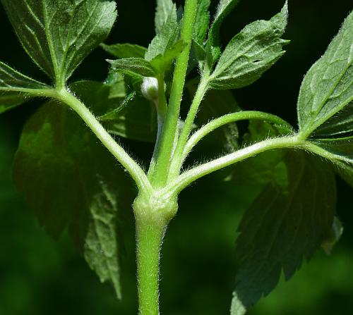 Anemone_virginiana_node.jpg