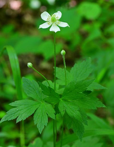 Anemone_virginiana_plant.jpg