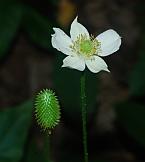 Anemone virginiana thumbnail