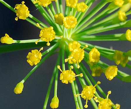 Anethum_graveolens_florets.jpg