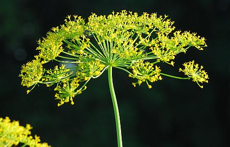 Anethum_graveolens_inflorescence.jpg