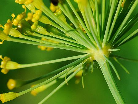 Anethum_graveolens_involucel.jpg