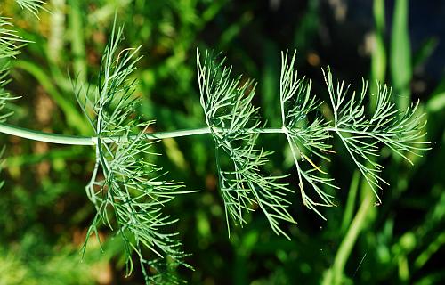 Anethum_graveolens_leaf.jpg