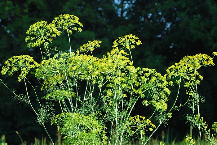 Anethum_graveolens_plant.jpg