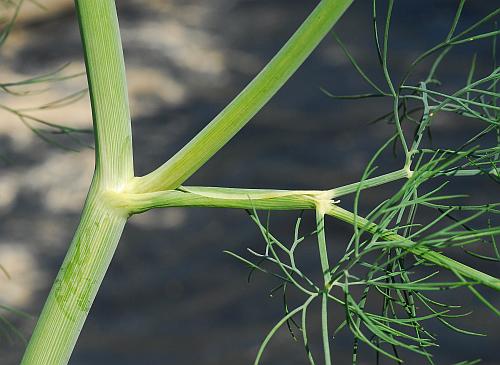 Anethum_graveolens_sheath.jpg