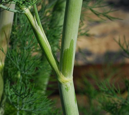 Anethum_graveolens_stem.jpg