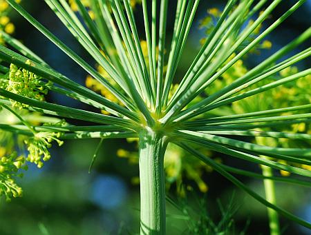 Anethum_graveolens_umbel.jpg