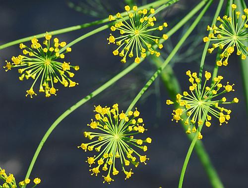 Anethum_graveolens_umbellets.jpg