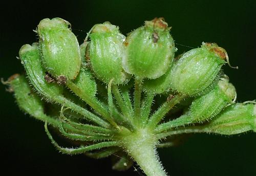 Angelica_venenosa_fruits.jpg